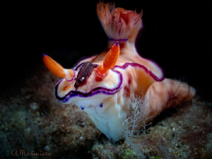Nudibranch with shrimp by Aleksandr Marinicev 